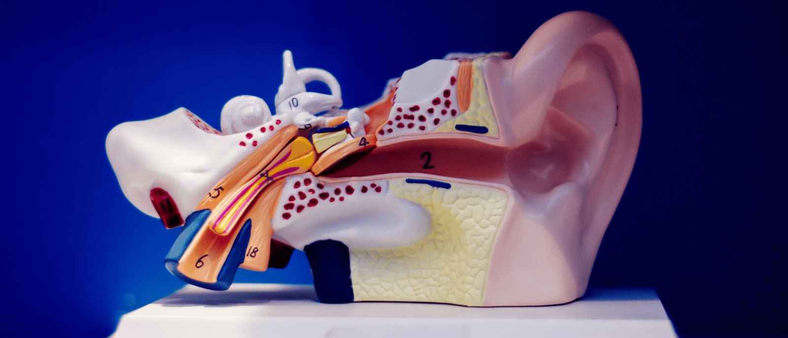 Recognizing the Connection Between Hearing Loss and Rheumatoid Arthritis | Aanvii Hearing Inner ear illustration showing effects of rheumatoid arthritis on hearing, by Aanvii Hearing.